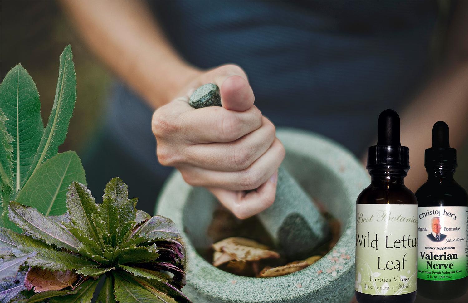Wild Lettuce and Natural Pain Treatment - HEALTHandMED