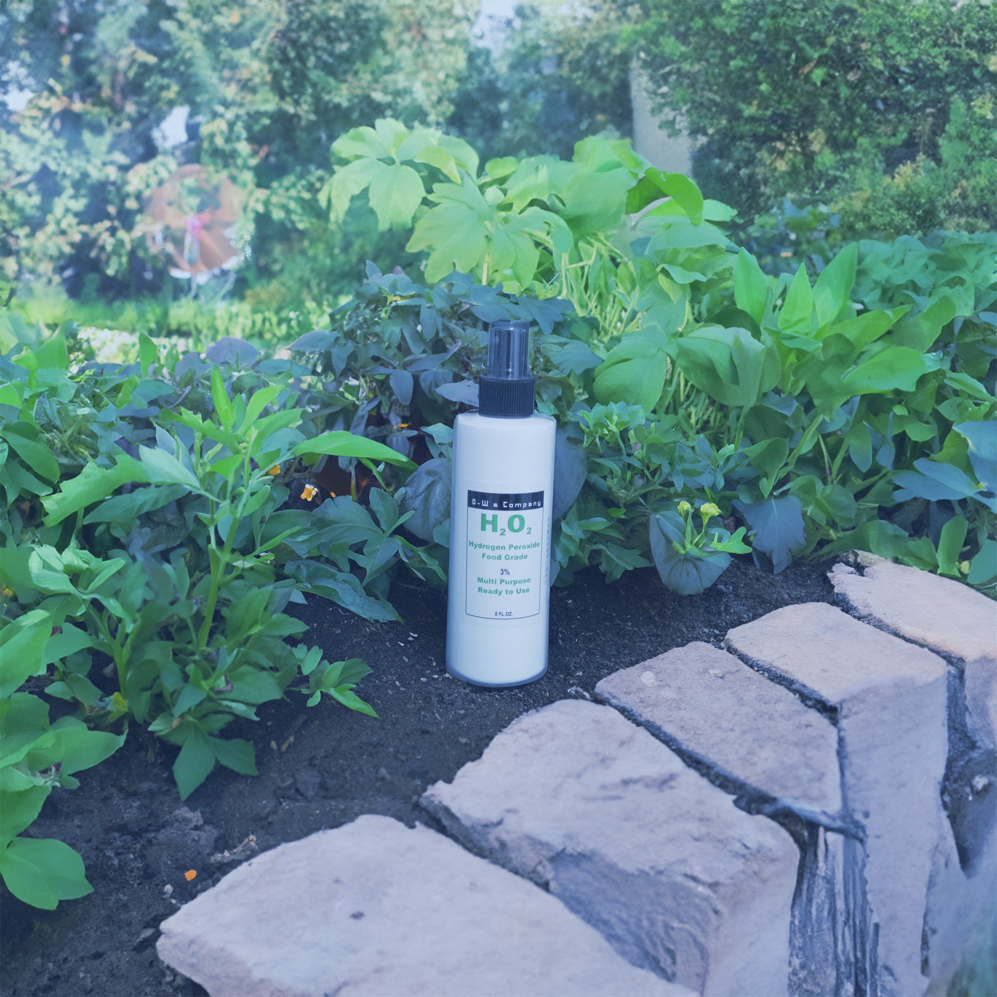 A bottle of Hydrogen Peroxide in a garden because it has uses throughout the house and yard