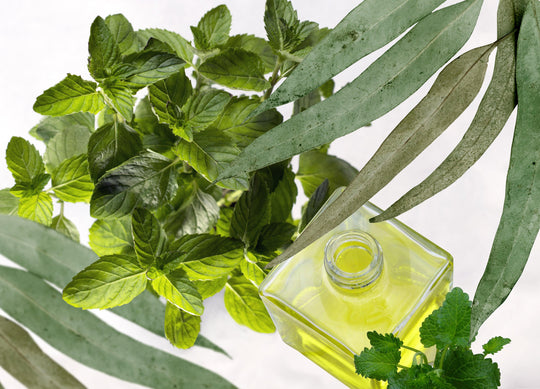 Eucalyptus and Spearmint Essential Oils Health Benefits