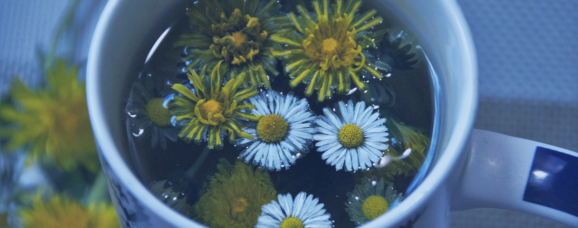 Dandelion flowers in a tea cup with a couple of dandelions on the table