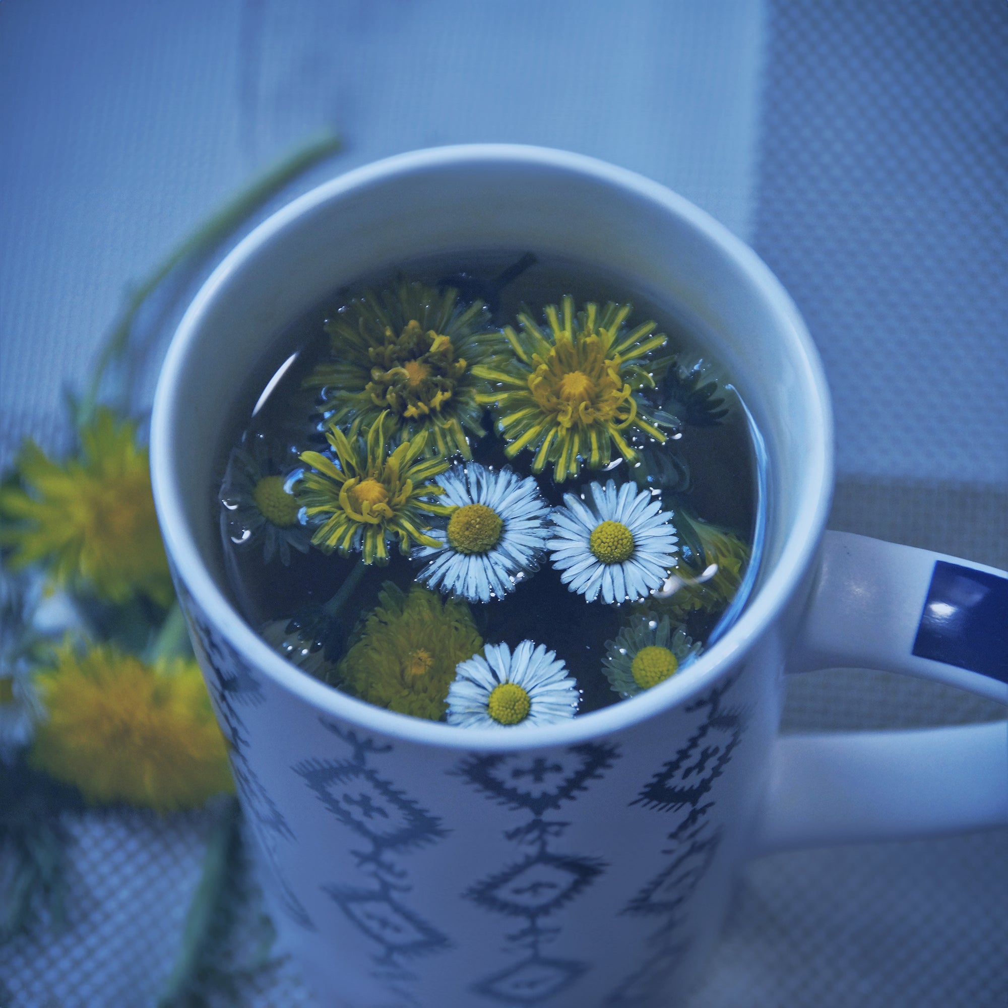 Dandelion flowers in a tea cup with a couple of dandelions on the table