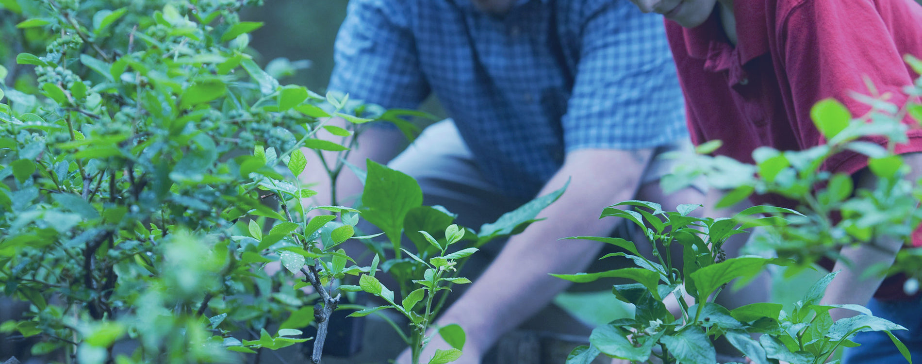 Healthy Gardening & Seeds