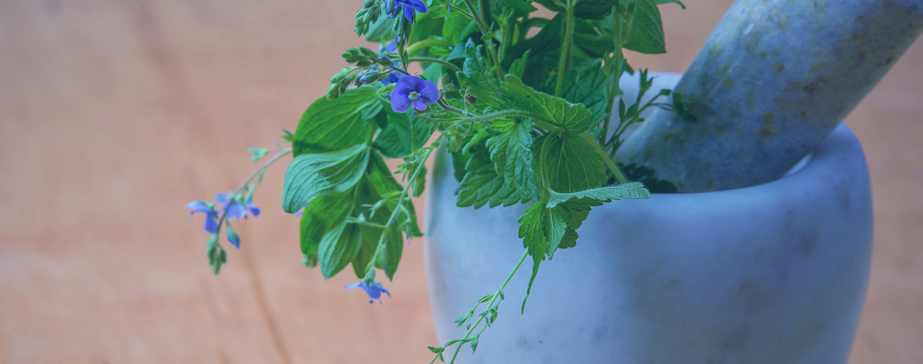 A mortar and pestle with a purple flower in it