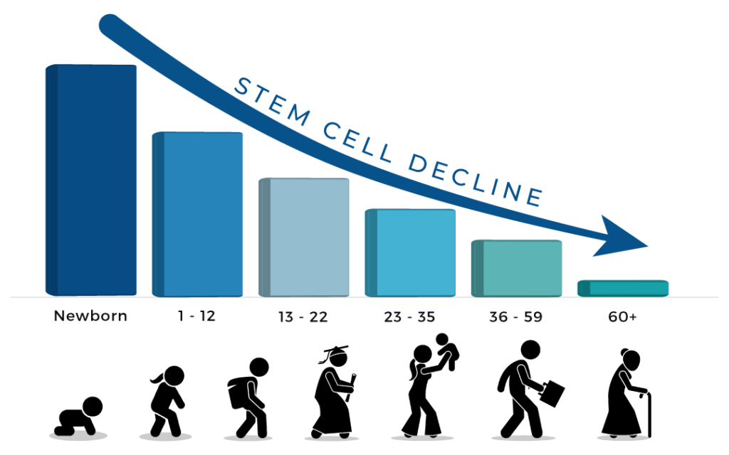 visual chart showing the decline of stem cells with age